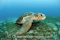 Loggerhead Sea Turtle resting on sea floor Photo - Michael Patrick O'Neill