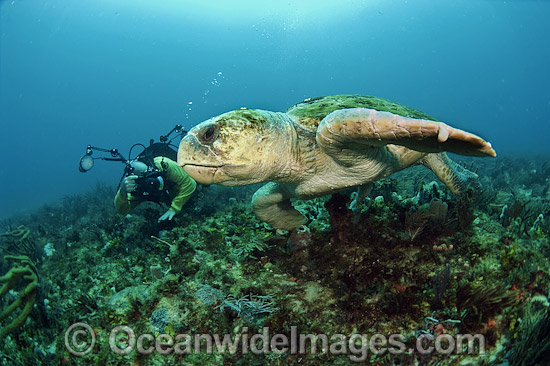 Scuba Diver and Loggerhead Sea Turtle photo