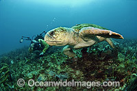 Scuba Diver and Loggerhead Sea Turtle Photo - Michael Patrick O'Neill