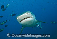 Tiger Shark head Photo - Michael Patrick O'Neill