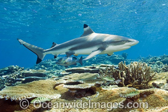 Blacktip Reef Shark Fiji photo
