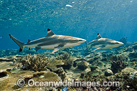 Blacktip Reef Shark Fiji Photo - Michael Patrick O'Neill