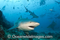 Bull Shark Fiji Photo - Michael Patrick O'Neill