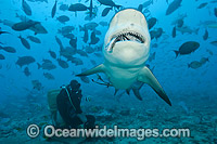 Bull Shark and Scuba Diver Photo - Michael Patrick O'Neill