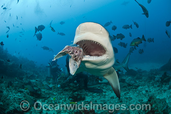 Scuba Diver feeding Bull Shark photo