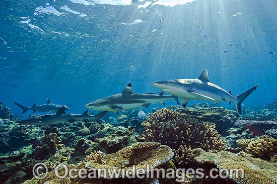 Grey Reef and Whitetip Sharks photo