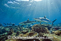 Grey Reef and Whitetip Sharks Photo - Michael Patrick O'Neill