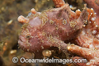 Ocellated Frogfish on sea sponge Photo - Michael Patrick O'Neill