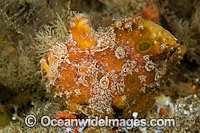 Ocellated Frogfish Photo - Michael Patrick O'Neill