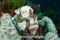 Longlure Frogfish with lure Photo - Michael Patrick O'Neill