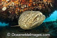 Atlantic Goliath Grouper under ledge Photo - MIchael Patrick O'Neill