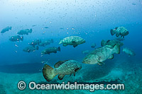 Goliath Grouper during spawning aggregation Photo - MIchael Patrick O'Neill