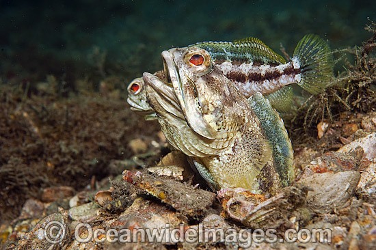 Jawfish male courting female photo