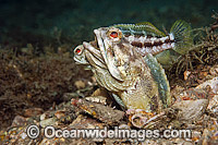 Jawfish male courting female Photo - MIchael Patrick O'Neill