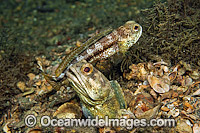 Jawfish male courting female Photo - MIchael Patrick O'Neill