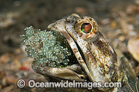 Jawfish male brooding eggs Photo - MIchael Patrick O'Neill