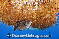 Gray Triggerfish under sargassum weed Photo - Michael Patrick O'Neill