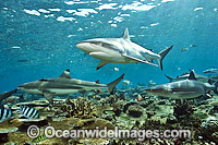 Grey Reef and Blacktip Sharks Photo - Michael Patrick O'Neill
