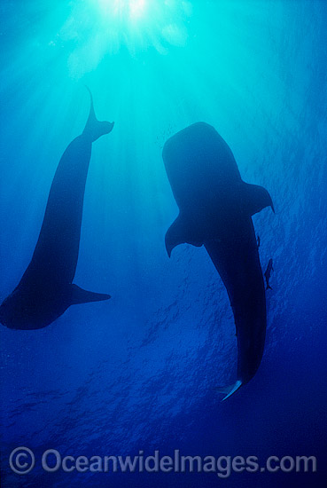 Whale Sharks Ningaloo Reef photo
