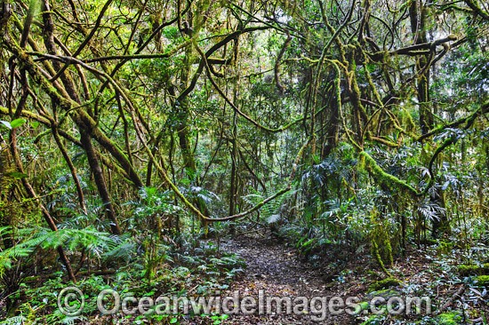 Rainforest vines Lamington National Park photo