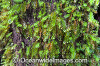 Water droplets on rainforest moss Photo - Gary Bell