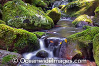 Rainforest Stream Lamington National Park Photo - Gary Bell