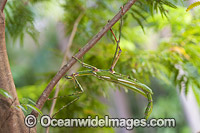 Goliath Stick Insect Eurycnema goliath Photo - Gary Bell