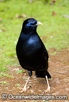 Satin Bowerbird male Photo - Gary Bell
