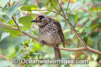 Regent Bowerbird female in tree Photo - Gary Bell