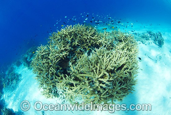 Wistari Reef Hard Coral photo