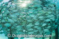 Fish under Jetty Heron Island Photo - Gary Bell