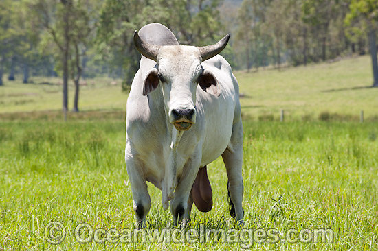 Brahman Bull photo