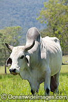Brahman Bull Photo - Gary Bell