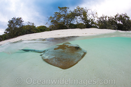 Cowtail Stingray resting in shallows photo