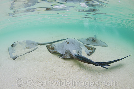 Cowtail Stingrays foraging in sand photo