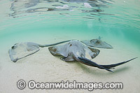 Cowtail Stingrays foraging in sand Photo - Gary Bell