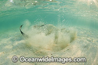 Cowtail Stingray emerging from sand Photo - Gary Bell