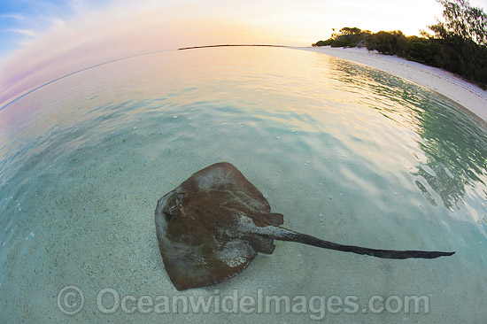 Cowtail Stingray resting in shallows photo