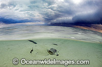 Cowtail Stingray with storm approaching Photo - Gary Bell