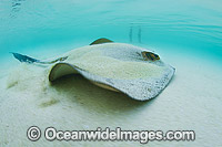 Swimmer and Cowtail Stingray Photo - Gary Bell