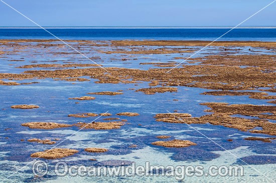 Coral Reef exposed at low tide photo