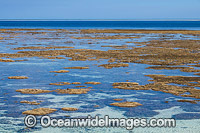 Coral Reef exposed at low tide Photo - Gary Bell