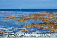 Coral Reef exposed at low tide Photo - Gary Bell