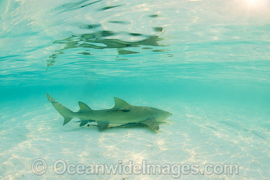Lemon Shark Heron Island photo