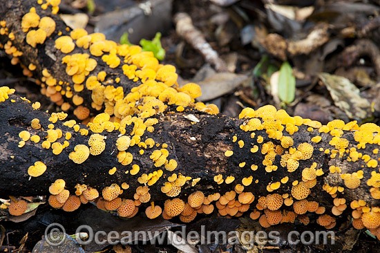 Rainforest Fungi photo