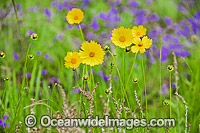 Wildflowers Photo - Gary Bell