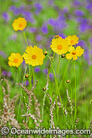 Australian Wildflowers Photo - Gary Bell