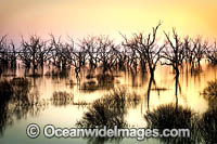 Lake Menindee at dusk Photo - Gary Bell