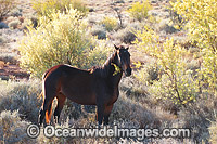 Wild horses feeding in outback Photo - Gary Bell