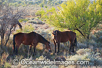 Wild Horses in outback Australia Photo - Gary Bell
